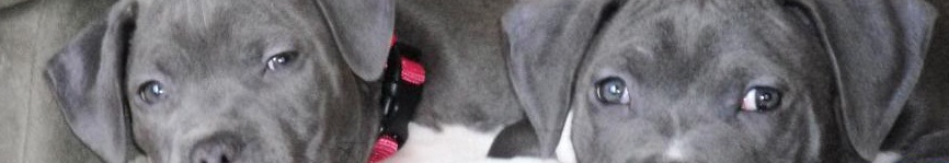 Blue Nose Pitbull
